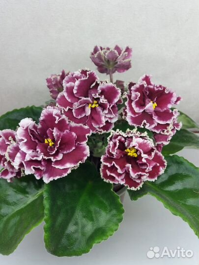 Детки сортовых фиалок