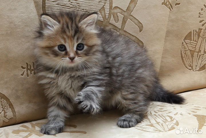 Золотой ребенок для Золотой мамы