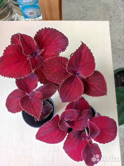 Махровый бальзамин,Колеус Аватар, Хенна