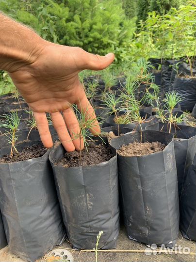 Кедровый стланик, саженцы двухлетние