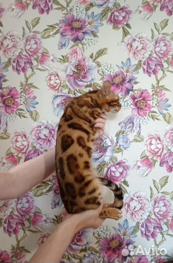 Яркий котик