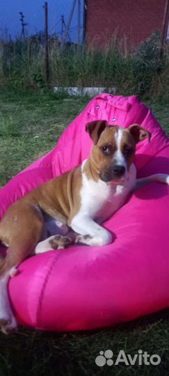 Стаффордширский терьер щенки