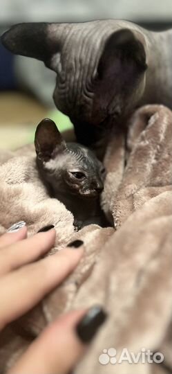 Канадский сфинкс котенок девочка