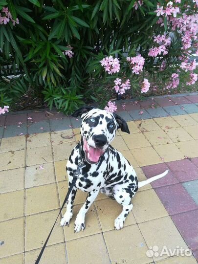 Выгул собак