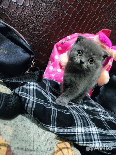 Продам Шотландских котят