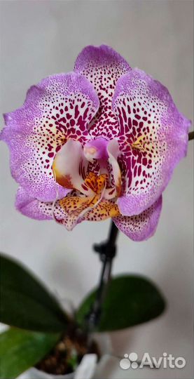Фаленопсис Leopard prince Golden Leopard ES D9