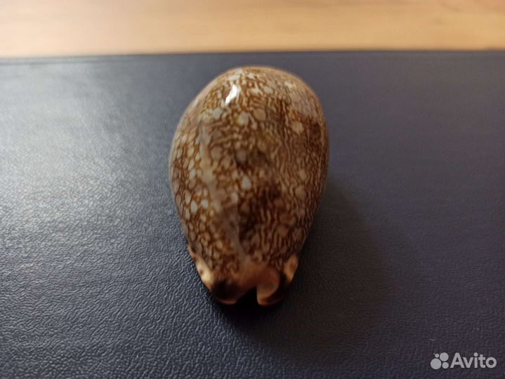 Морская раковина