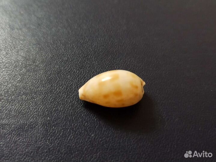 Морская раковина