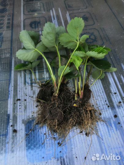 Рассада клубники Азия заказ сентябрь