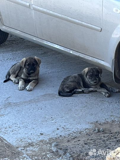 Щенки бесплатно