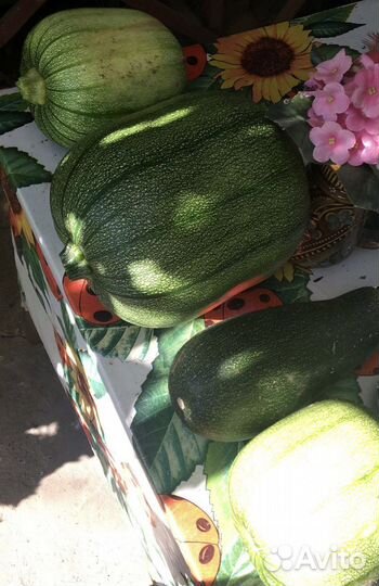 Кабачки с дачи