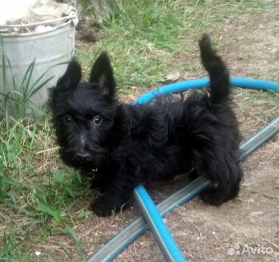 Щенки скотч терьера