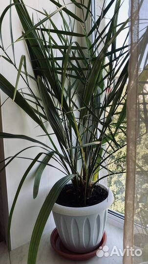 Финиковая пальма