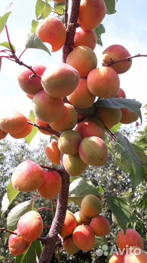 Саженцы плодово ягодных культур