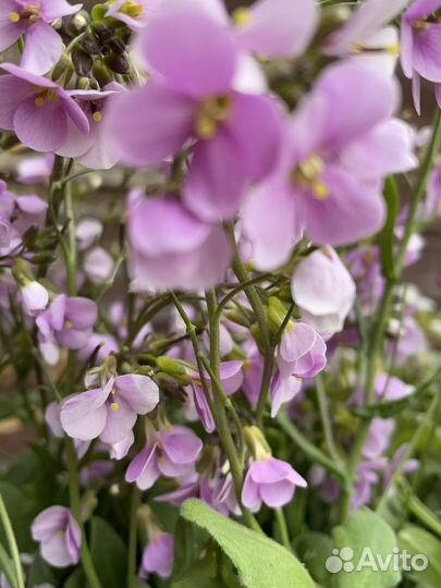 Арабис- почвопокровное растение
