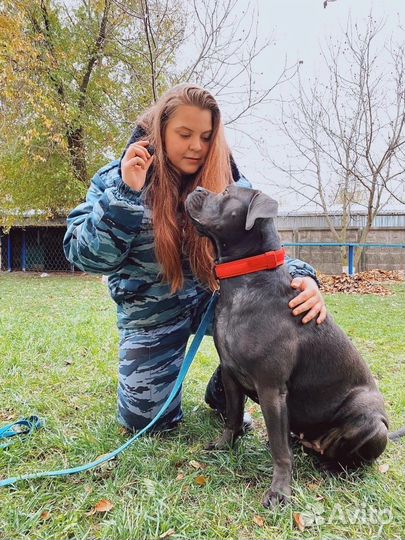 Кинолог. Консультация в дрессировке и содержании