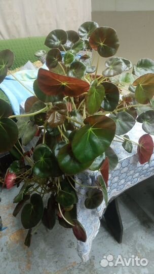 Комнатные цветы