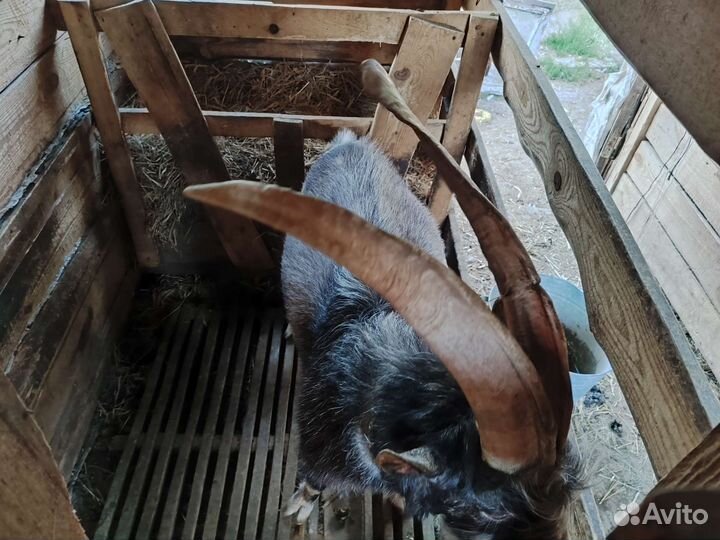Козы дойные