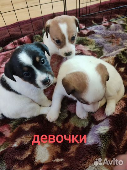 Джек Рассел терьер