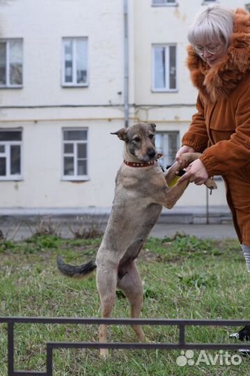 Собака -обнимака в добрые руки