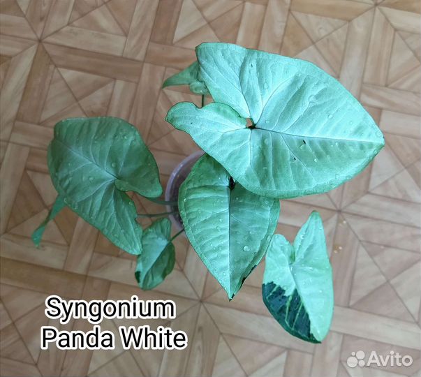 Сингониумы коллекционные #2