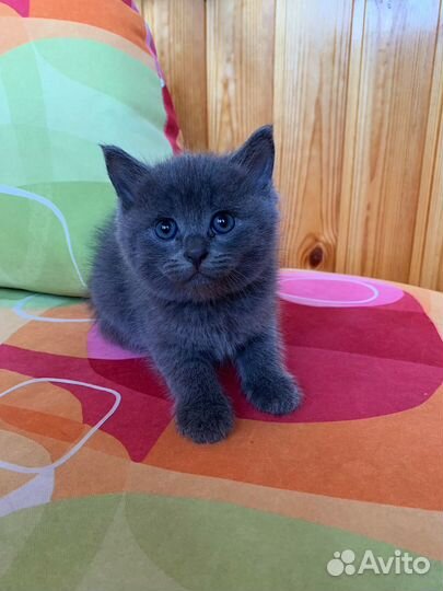 2 мальчика британской породы