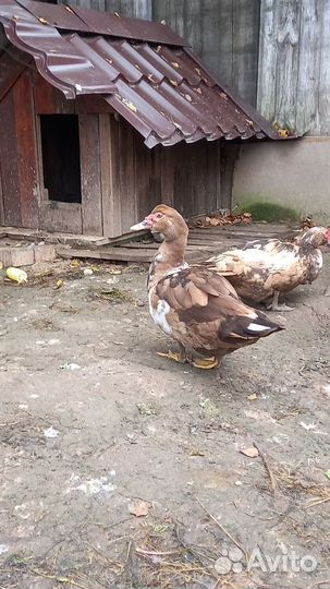 Мускусные утки индоутки индоутята