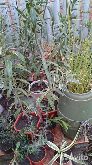 Растения для сада