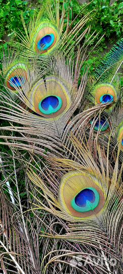 Перо павлина