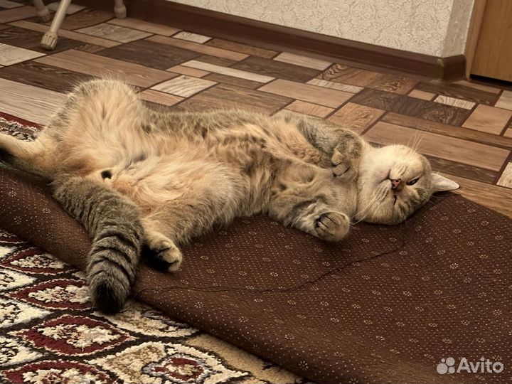 Британская шиншилла вязка