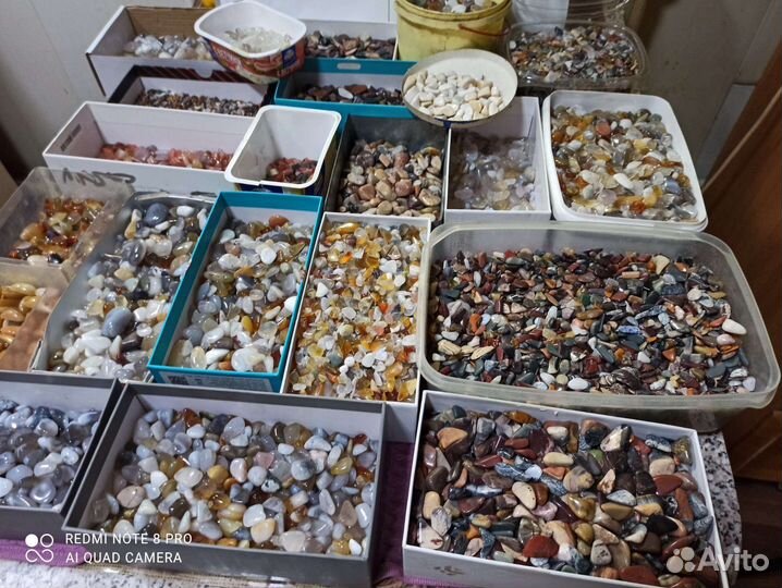 Крошка галтованная