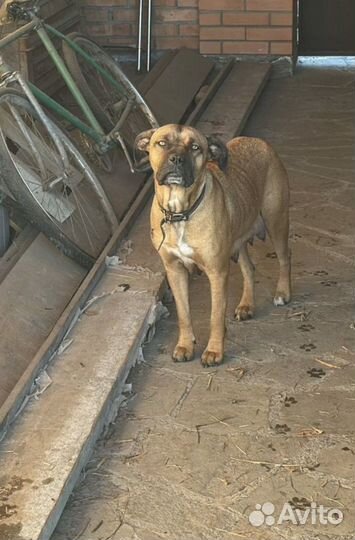 Собака в добрые руки