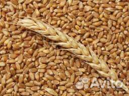 Пшеница