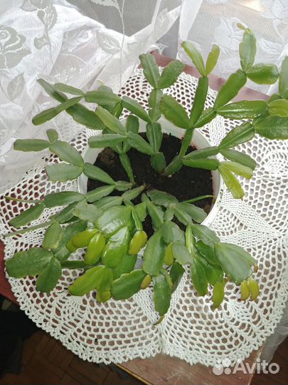 Цветок Декабрист нежно-розовый цвет