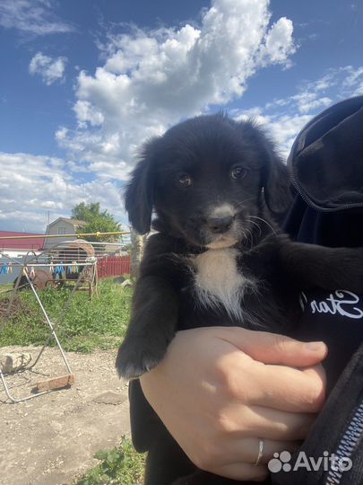 Щенки спаниель