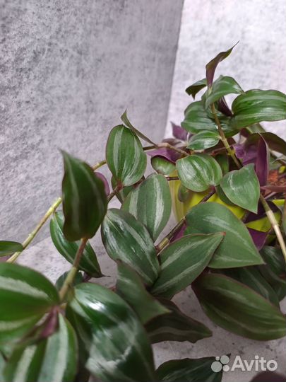 Традесканция зебрина