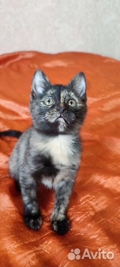 Котенок Люся