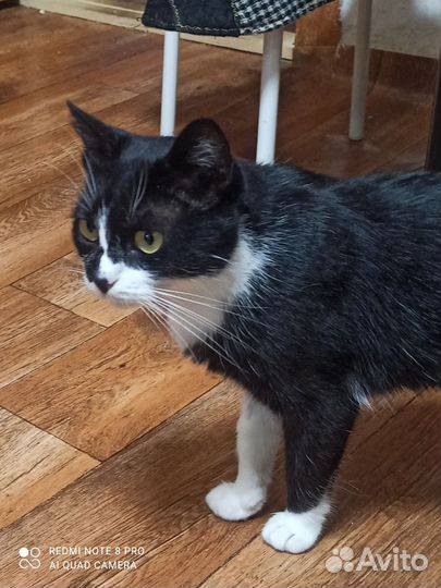 Кошка стерилизованная