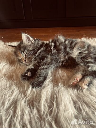 Котята мейн-кун