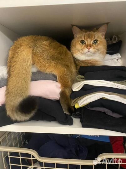 Золотая шиншилла вязка