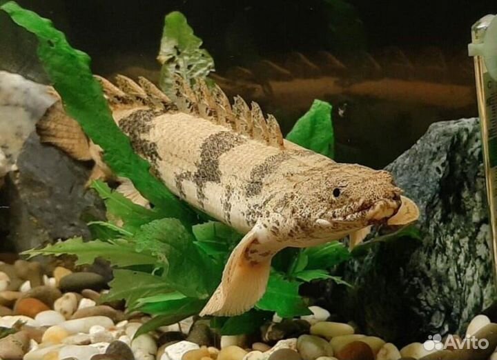 Полиптерус Эндлихера,Метиннис,сапфировый попугай