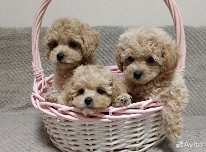 Мальтипу f1 mini