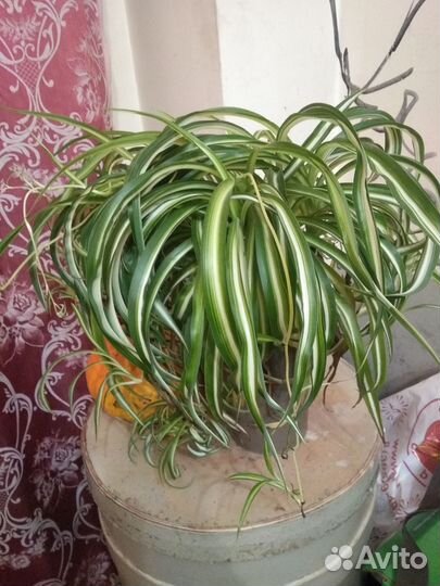 Хлорофитум