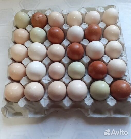 Куриные яйца (Доставка)