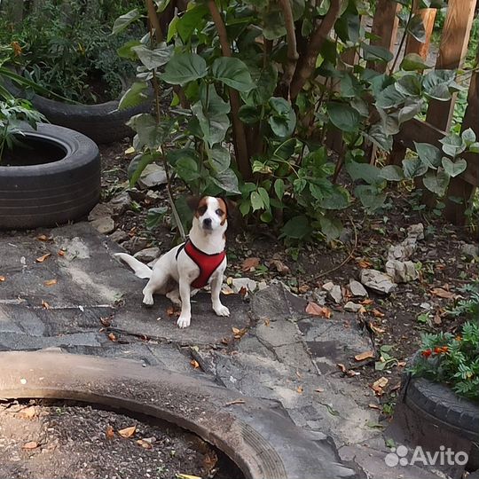 Джек Рассел терьер девочка