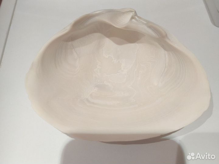 Ракушка морская