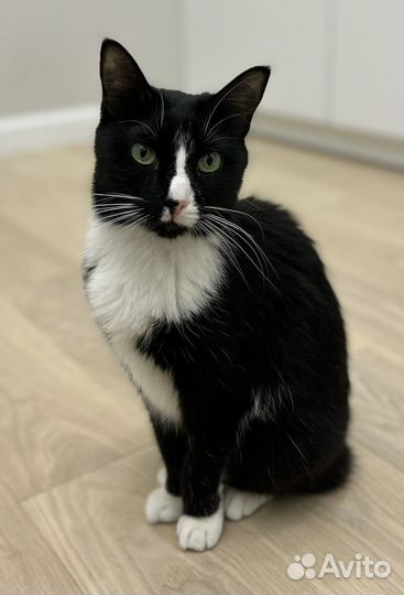 Кошки в добрые руки