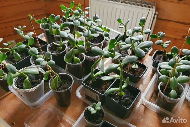 Денежное дерево, Толстянка, Крассула