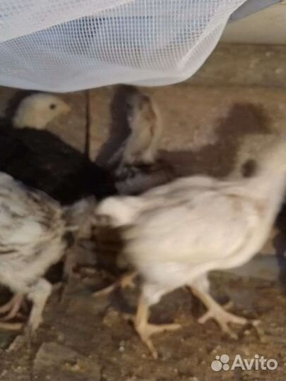 Продам цыплят, куриное яйцо