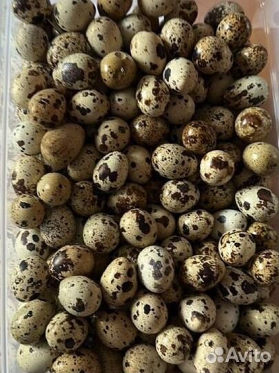 Яйца перепелиные домашние